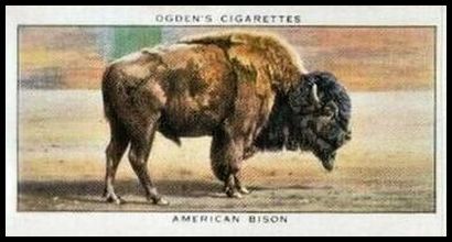 7 American Bison